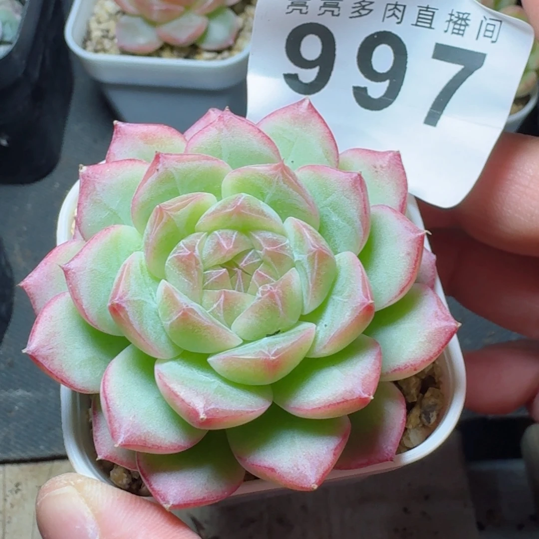 梦冉优选            精美多肉植物
