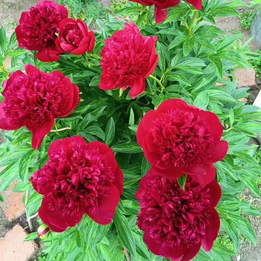 芍药品种(红色魅力2-3芽)带芽发货大花四季花卉耐寒耐热庭院种植