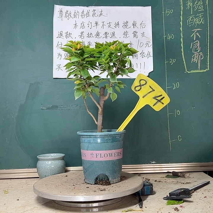 当前无花栽培后可以开花塔黄874