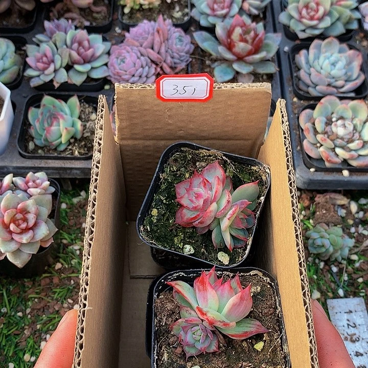 淡*A351惊鸿仙子多肉