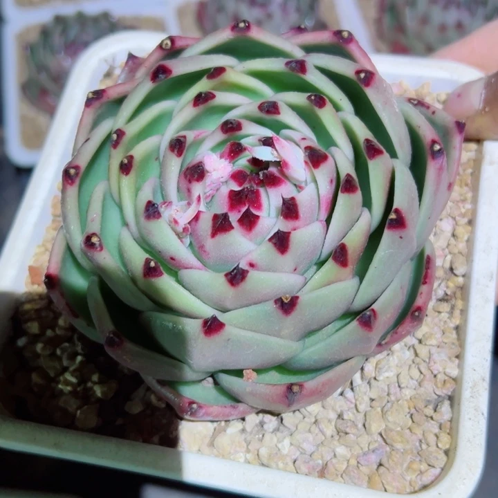 精品多肉植物老桩