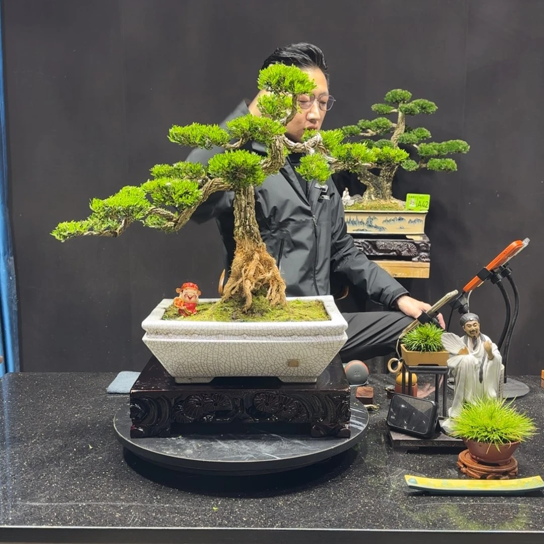 以实际为准黄杨室内室外盆景艺术