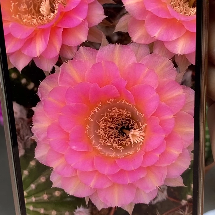 香香重花带根6公分左右