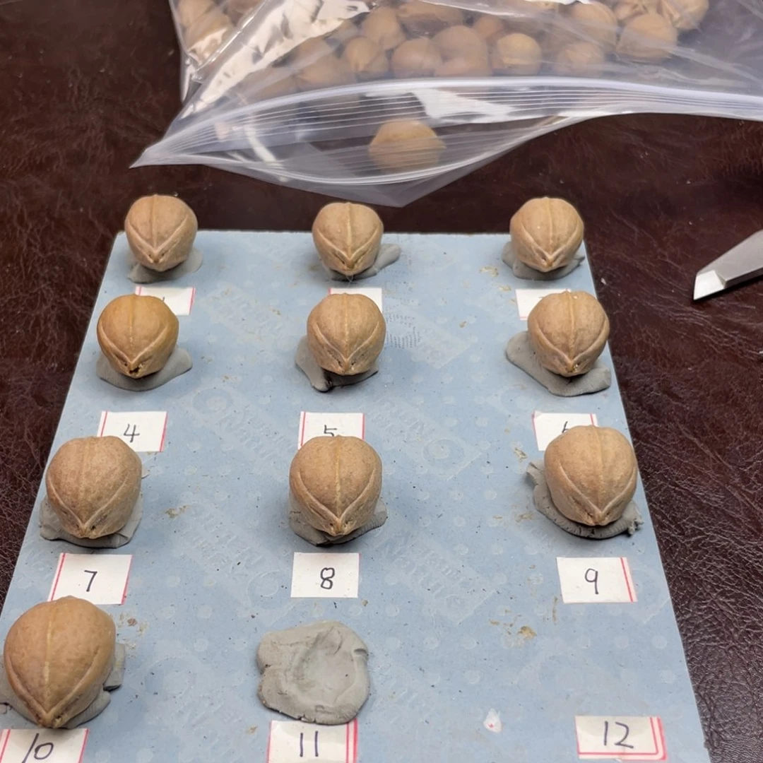 手串/手链橄榄核D***n20.26梅林铁核