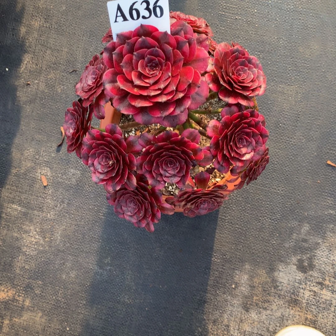 美肌636法师多肉植物