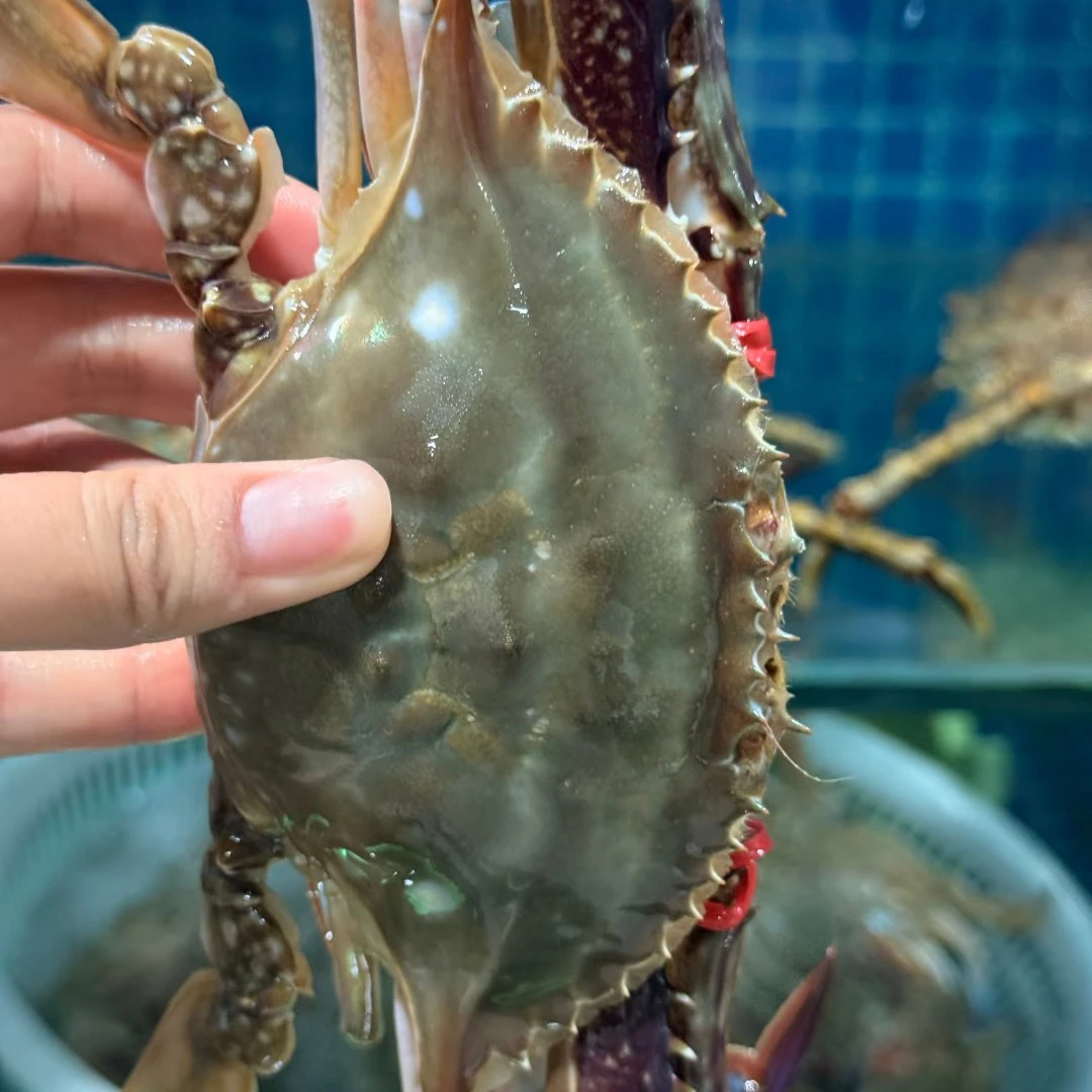 【保鲜不保活】渤海湾梭子蟹肉母蟹3-6两/只3斤12-15左右满3斤起拍