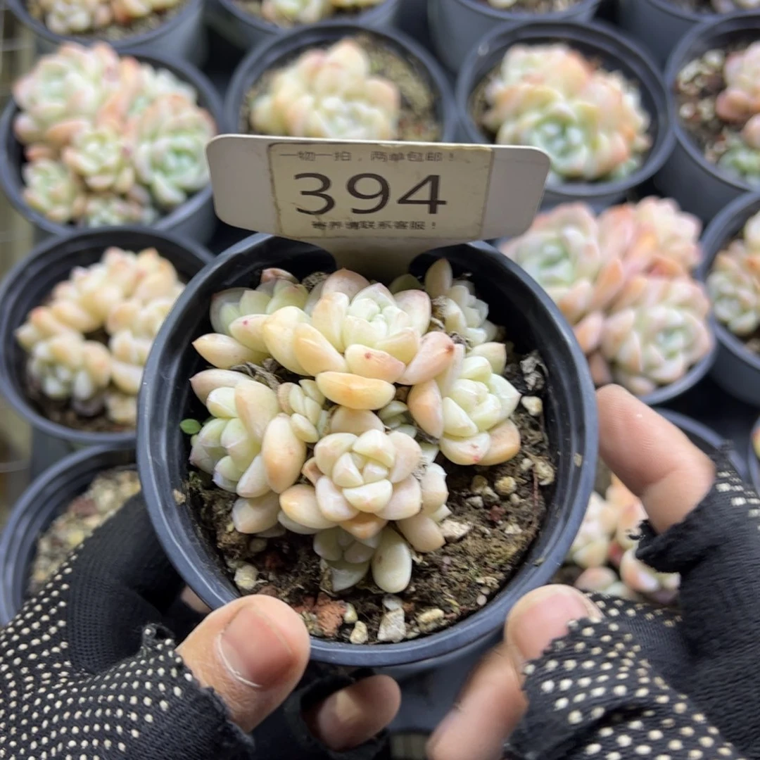 红陶394号多肉植物