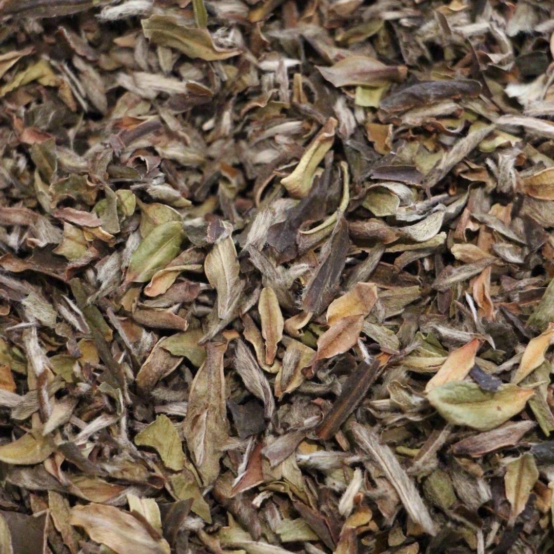 渔叶白茶 核心高山生态基地茶园2022年渔叶