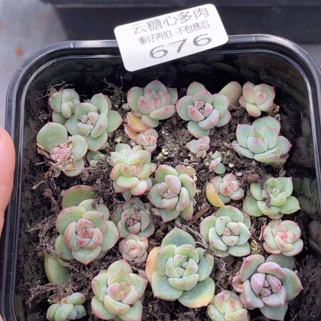 云糖心多肉植物676