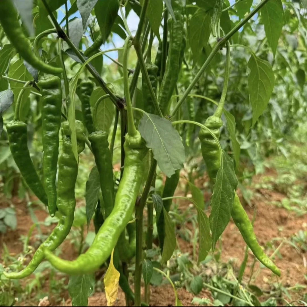贵州高山高原农家自种老品种青辣椒（微辣及中辣）
