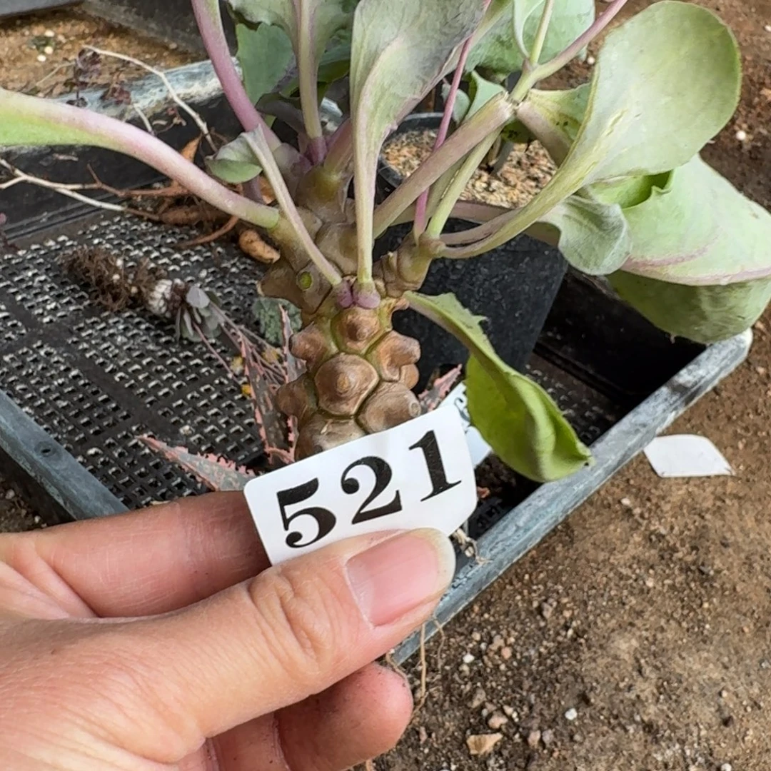 蛮鬼塔块根多肉植物