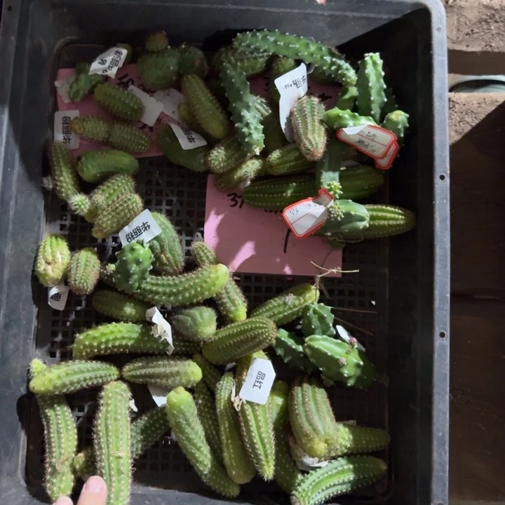 381白檀侧牙5个无根，20包邮