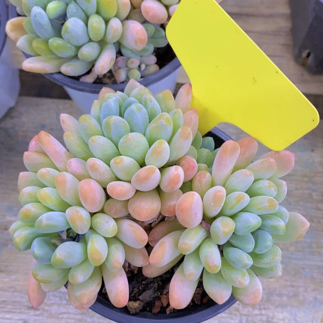 开心多肉，一物一拍，首播专场，一单包邮