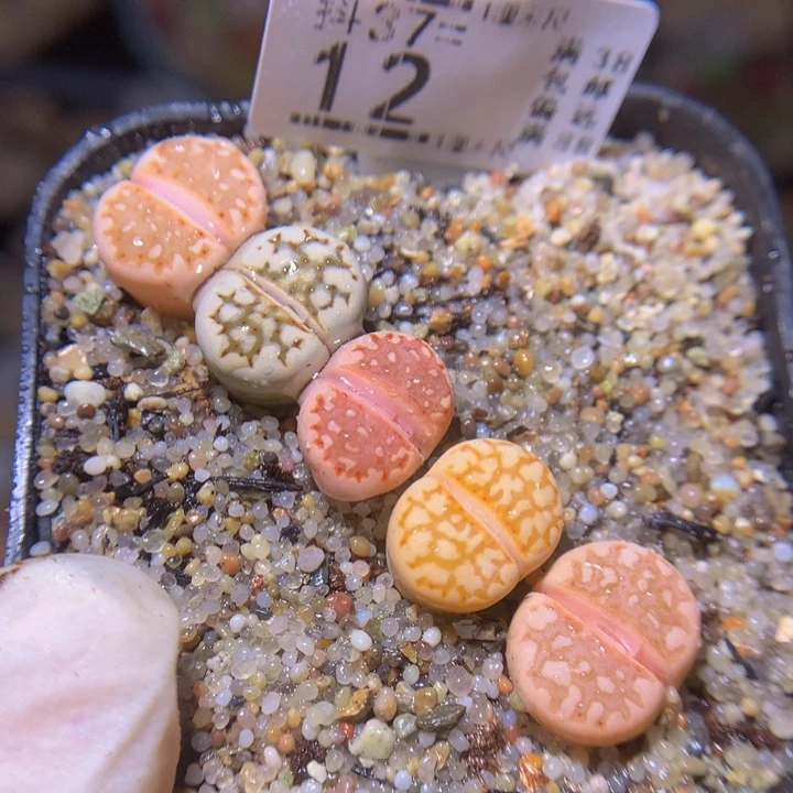 精品生石花多肉37.12