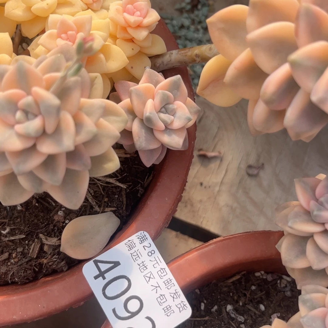 凌****?4092h h h h h j j