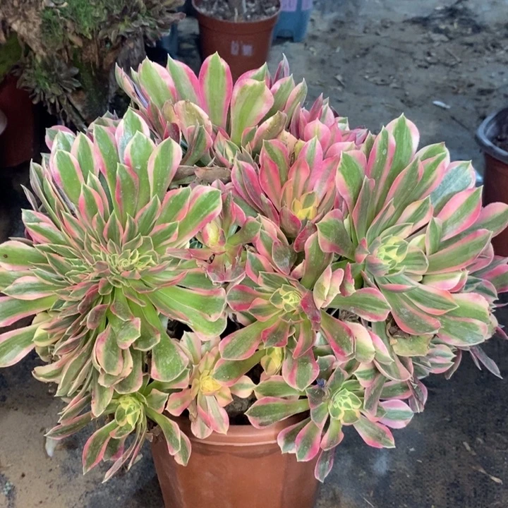 女神多肉植物15。