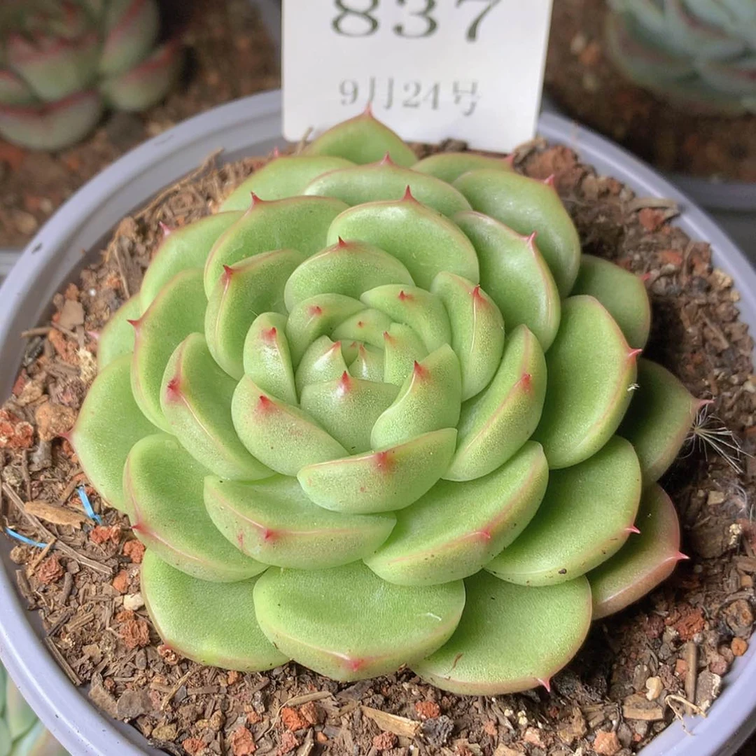 【闪购商品】云837号麦秆