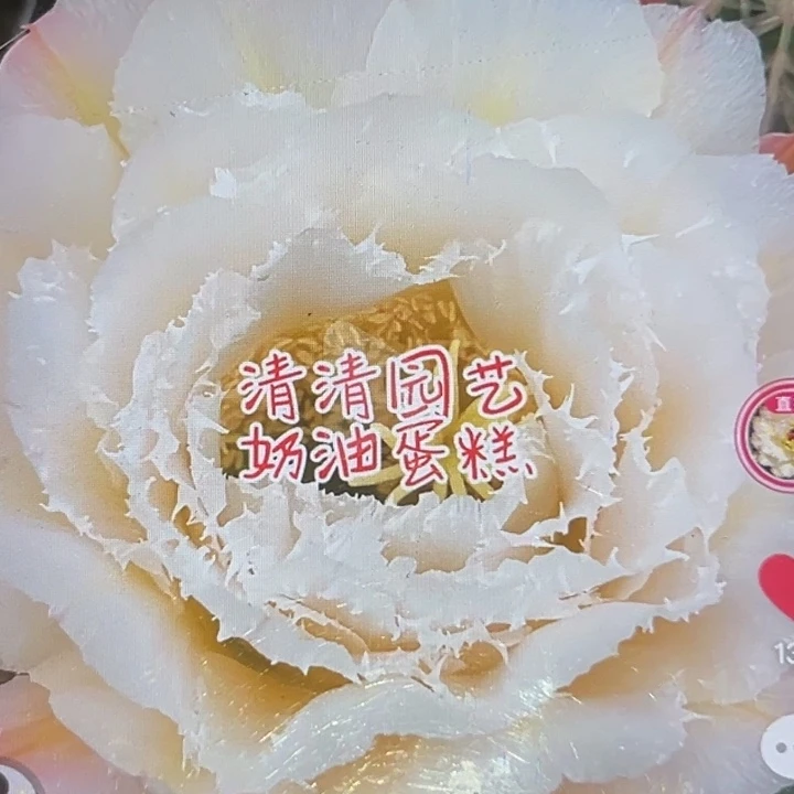清清奶油蛋糕侧牙瑕疵黑点