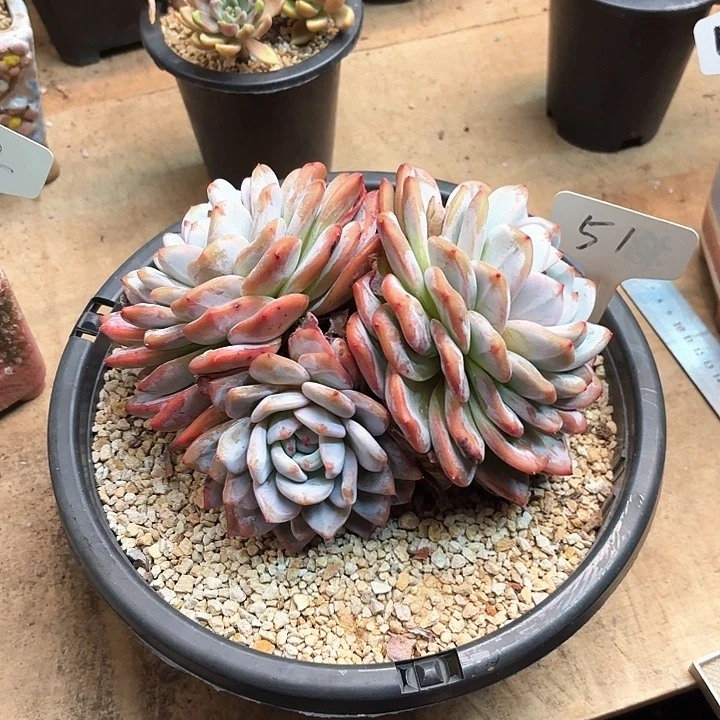 多肉植物，橙子51号