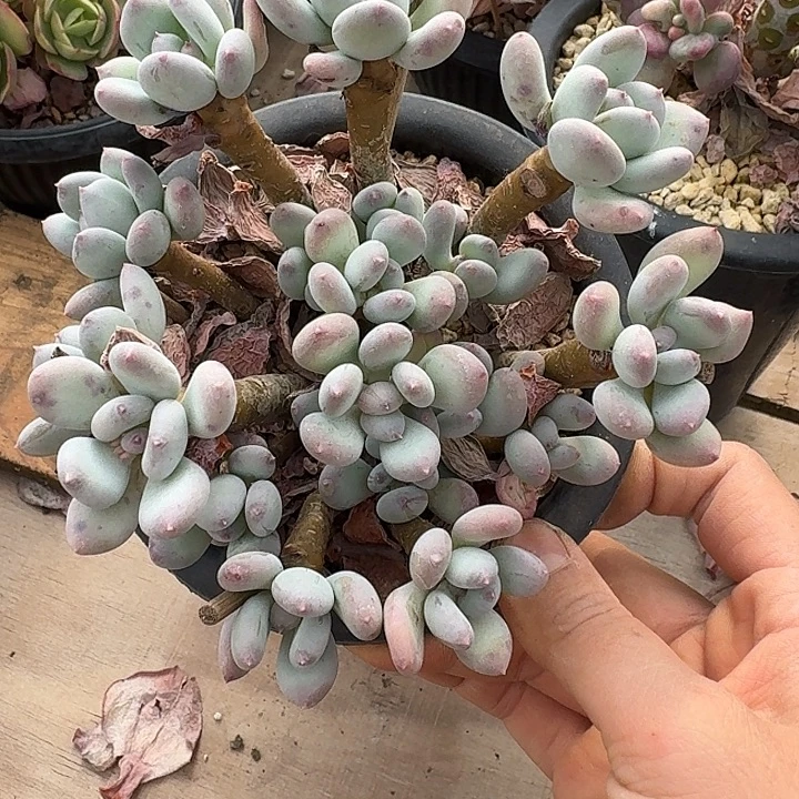 三日月美人多肉一上午的