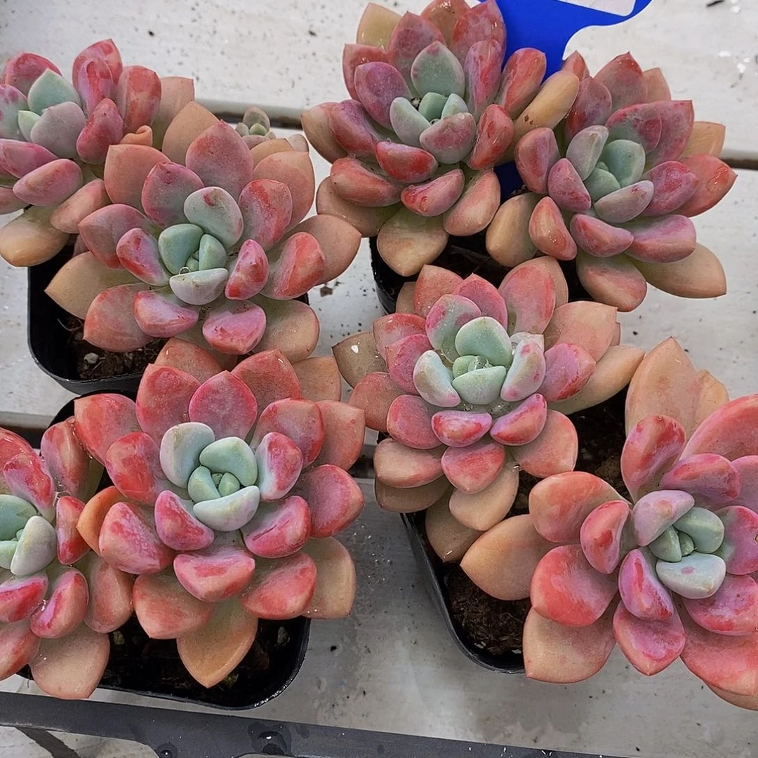160-Z精品老桩花斑露双头一个