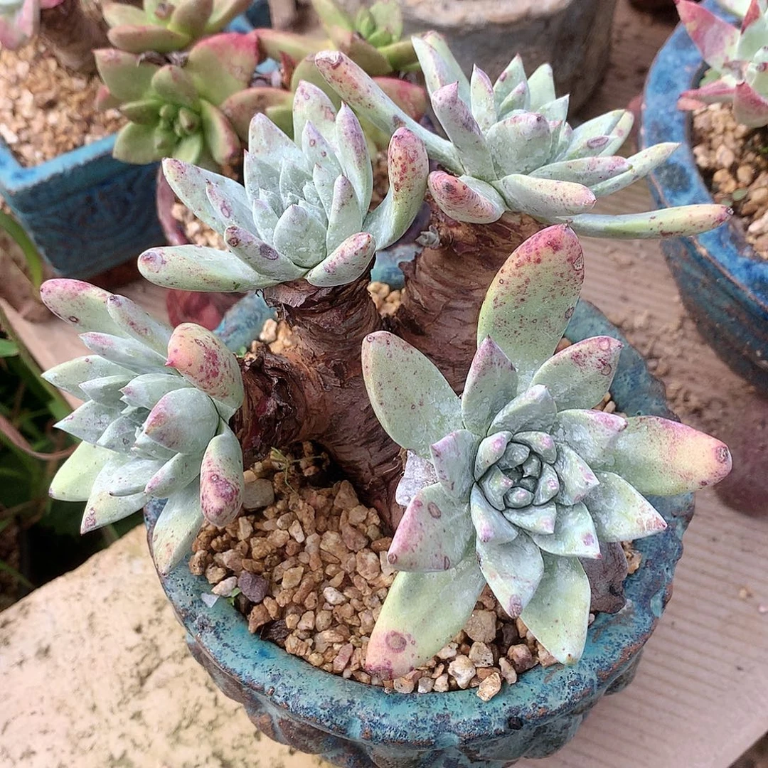 1112流丹白毫苹果叶杂交