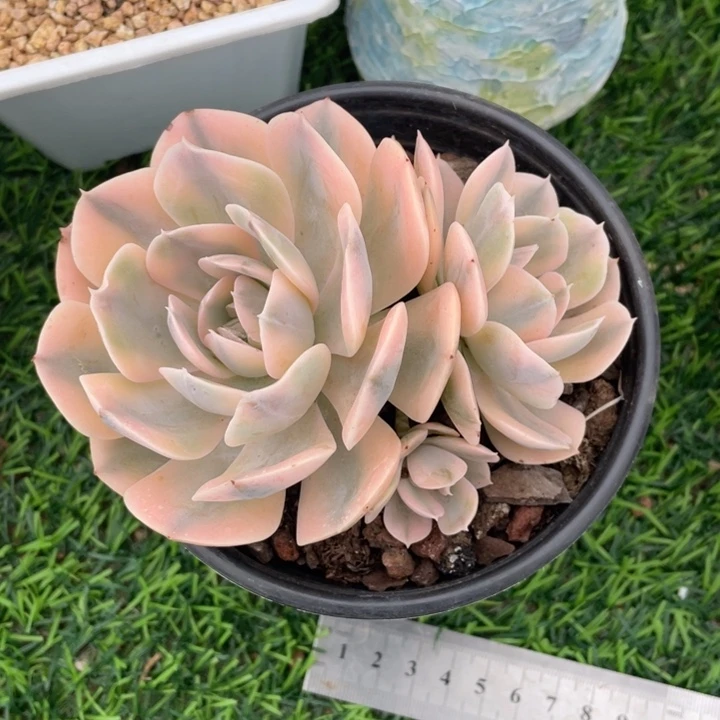 安娜玫瑰冠幅12 公分一物一拍