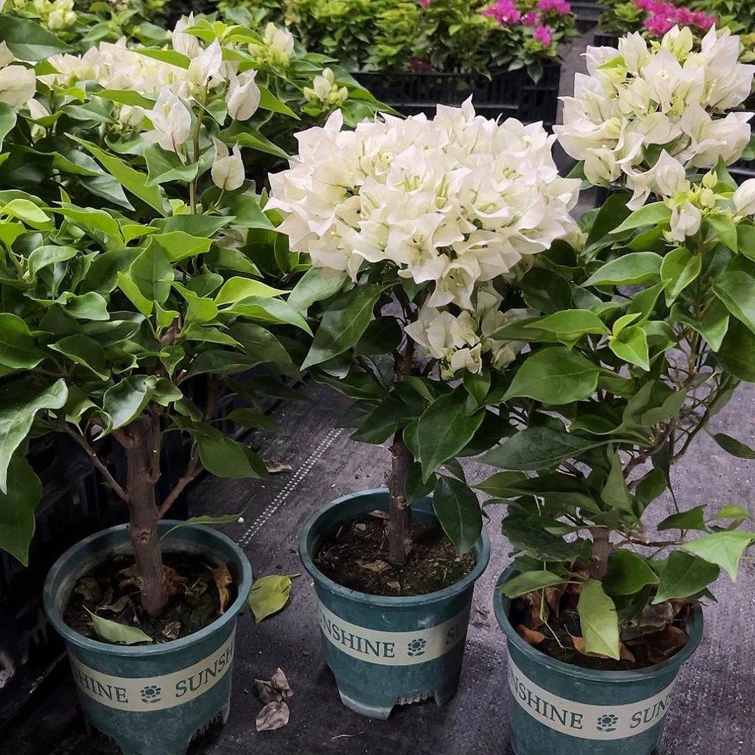 当前无花栽培后可以开花维拉白掌中宝一颗