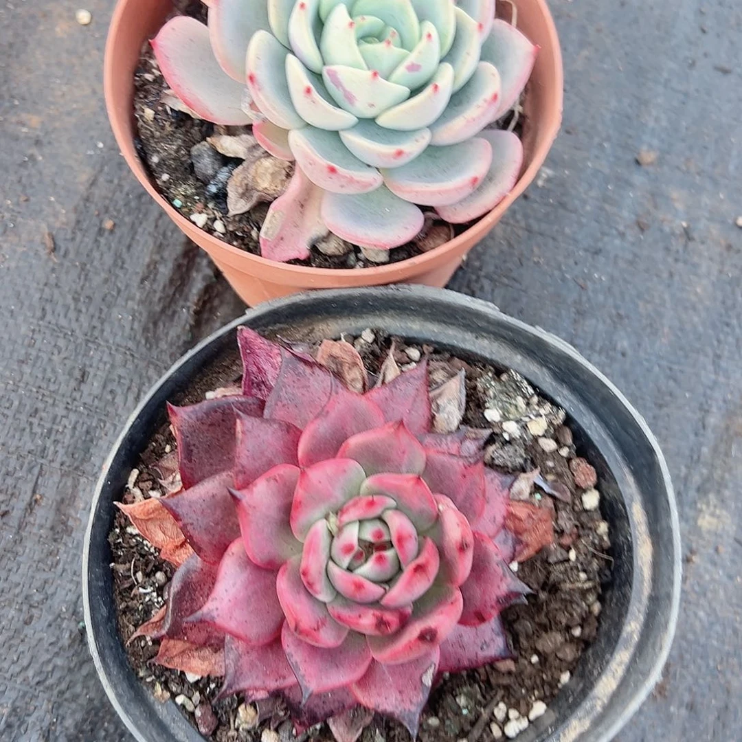 多肉植物脱土发货