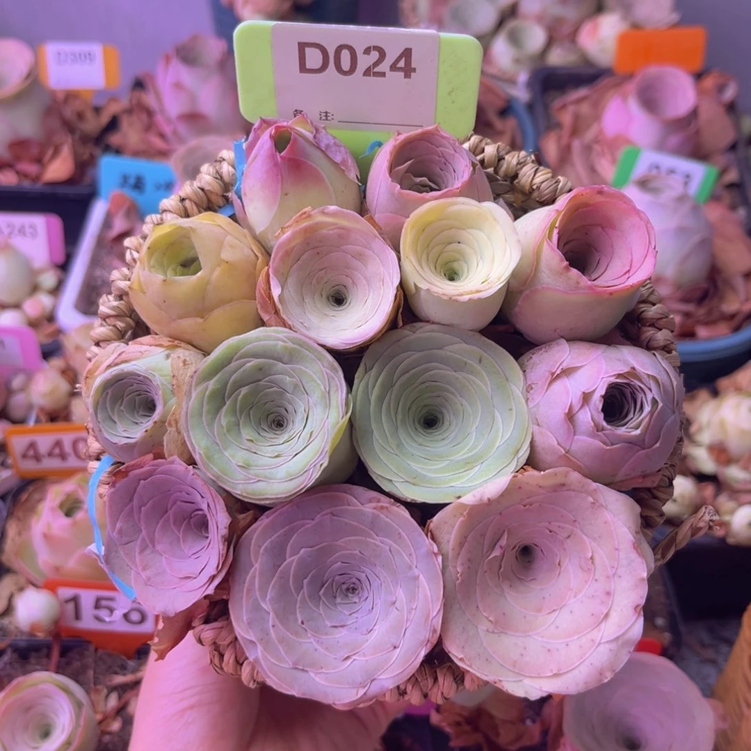 混合玫瑰花篮D024 带篮