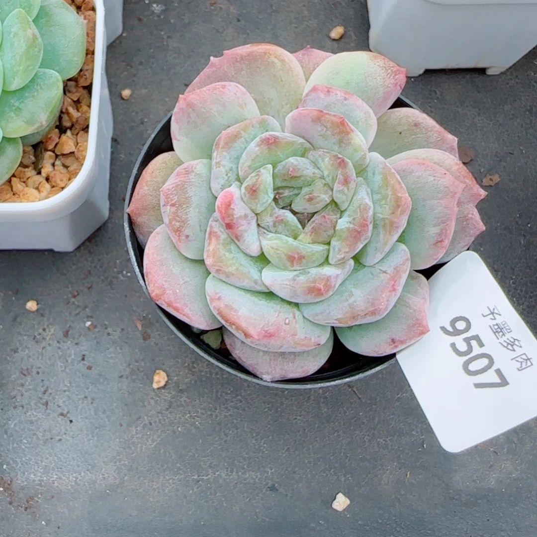 发***橙海梦石化，9507多肉植物