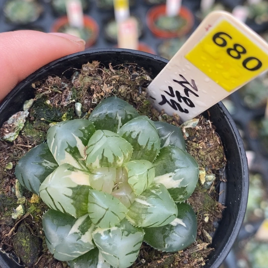 不开花植物680玉露