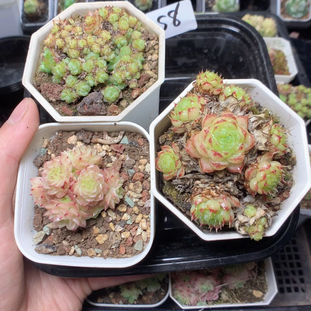 无花朵微**川S8英语英语英语英语英语英语