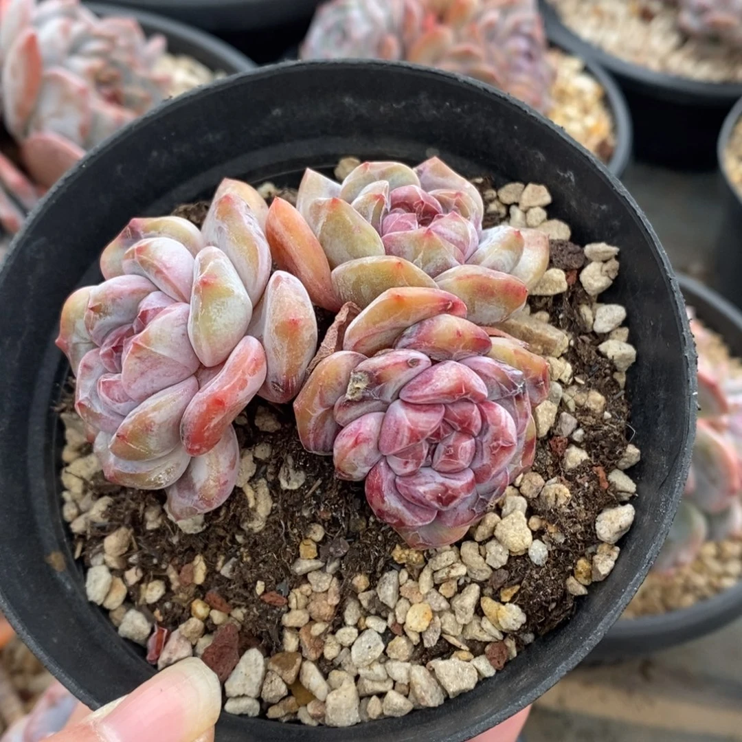 三头超红哈哈哈哈哈哈