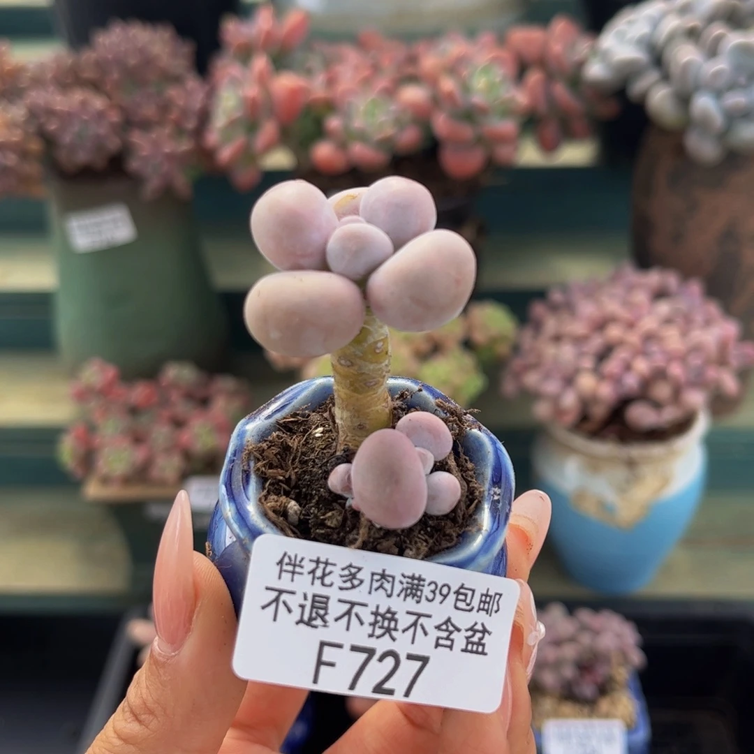 727-橙奶多肉2cm多肉