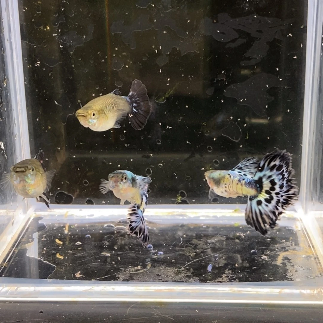 孔雀鱼补价孔雀鱼包邮