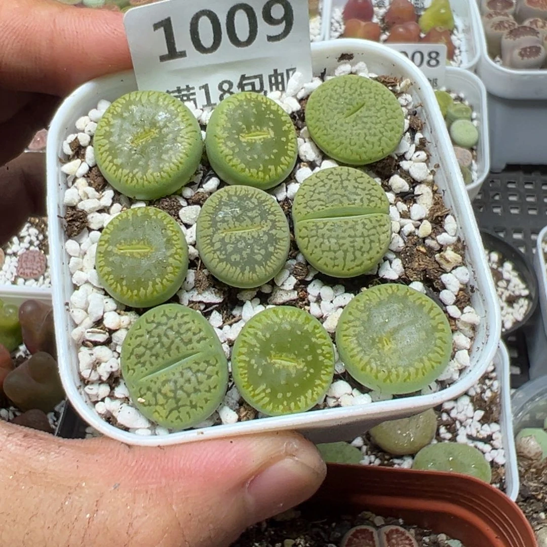 【闪购商品】 1009。
