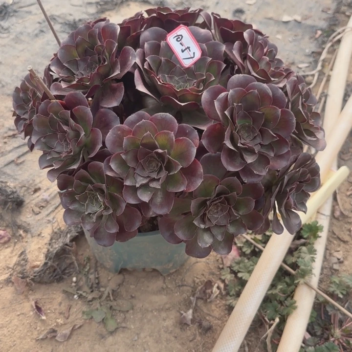 10-57枚金多肉不包售后