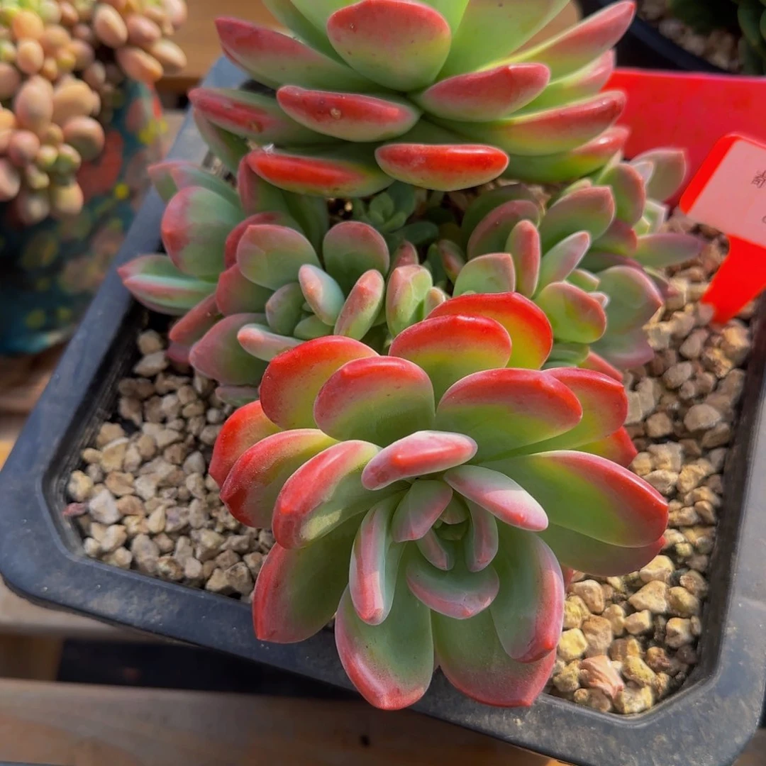 后***后856不哈他他健健康康