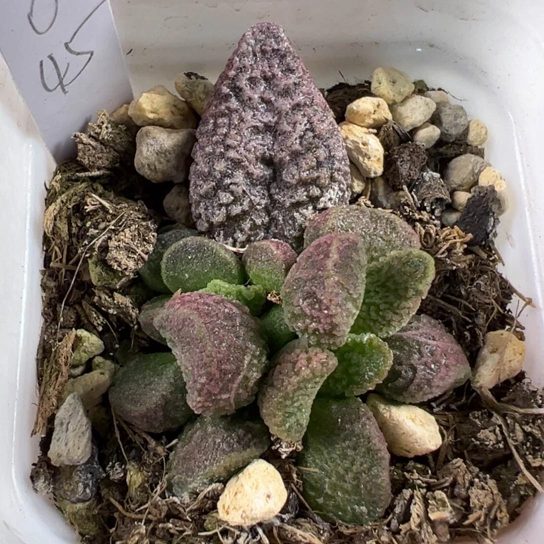 满纹颗粒款实生新品