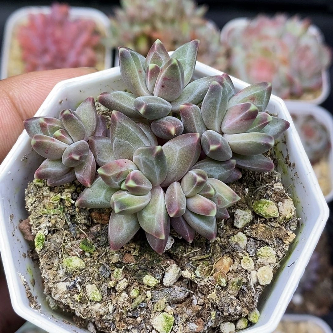 梵高30包邮非偏远