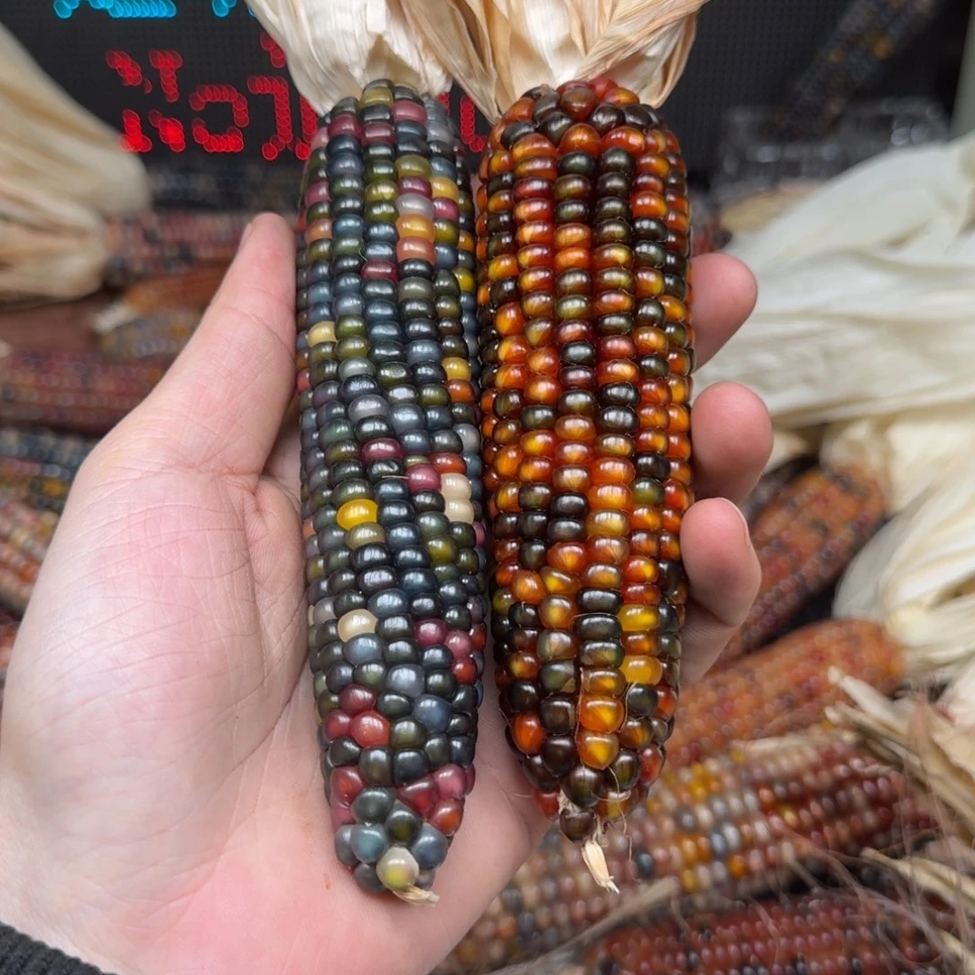 柏香籽/百香籽吊坠念*