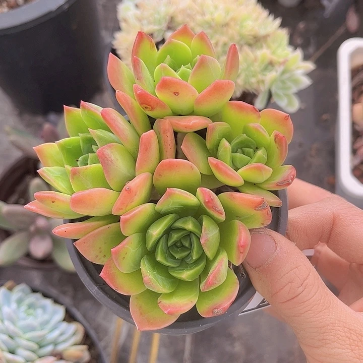 翠鸟10164多肉植物