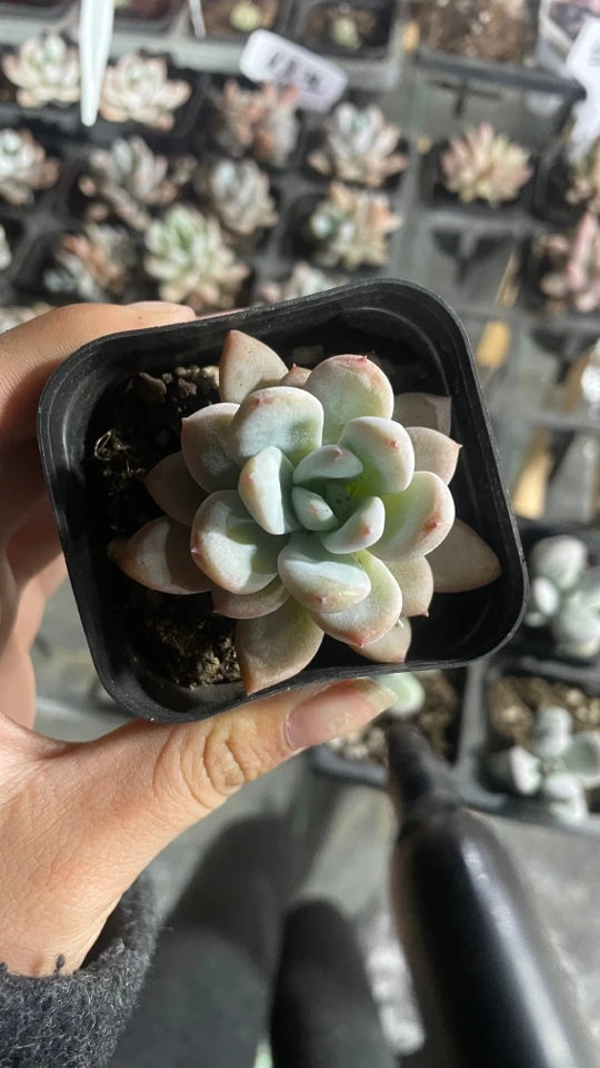 精品星星橙多肉植物