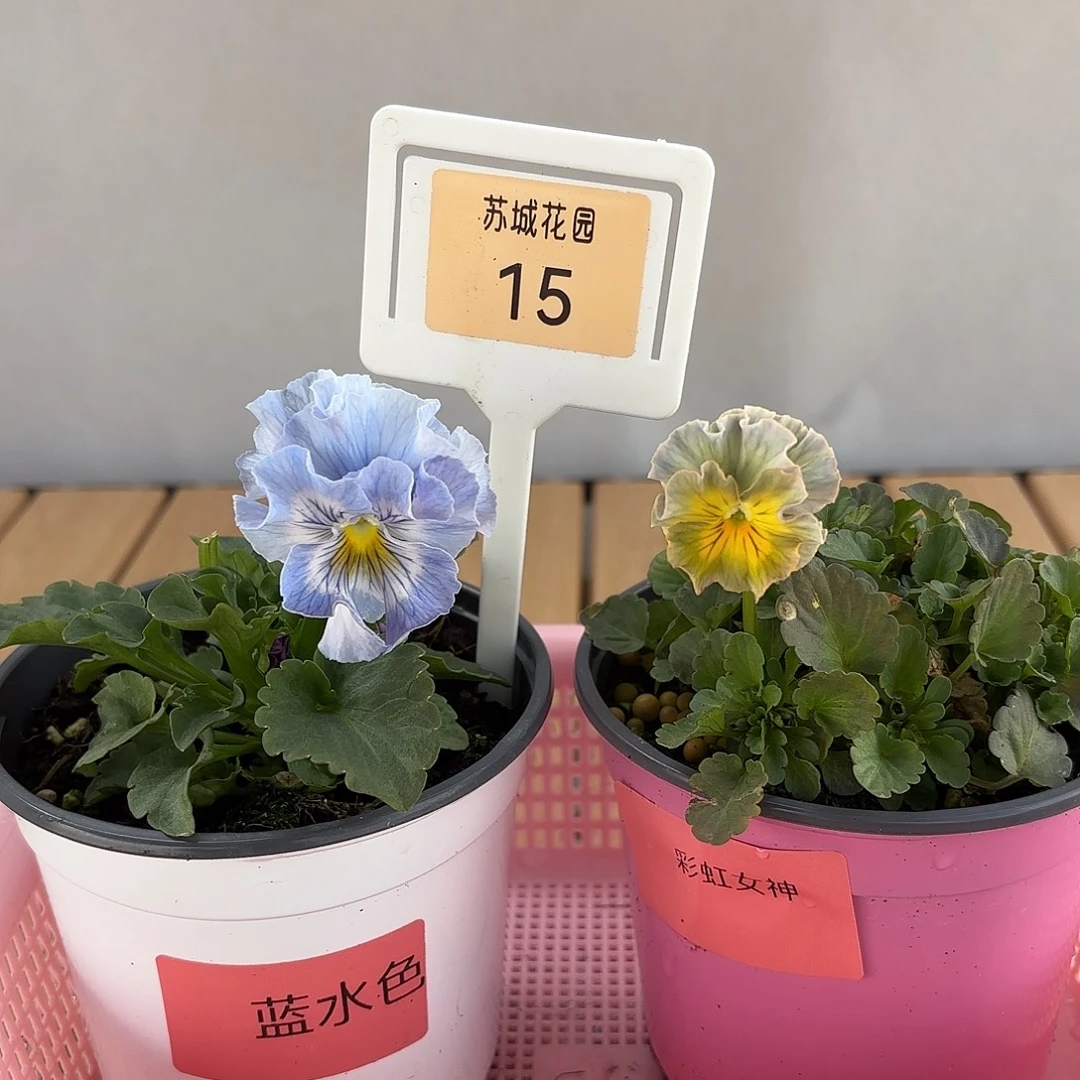 大部分开放少量花苞15