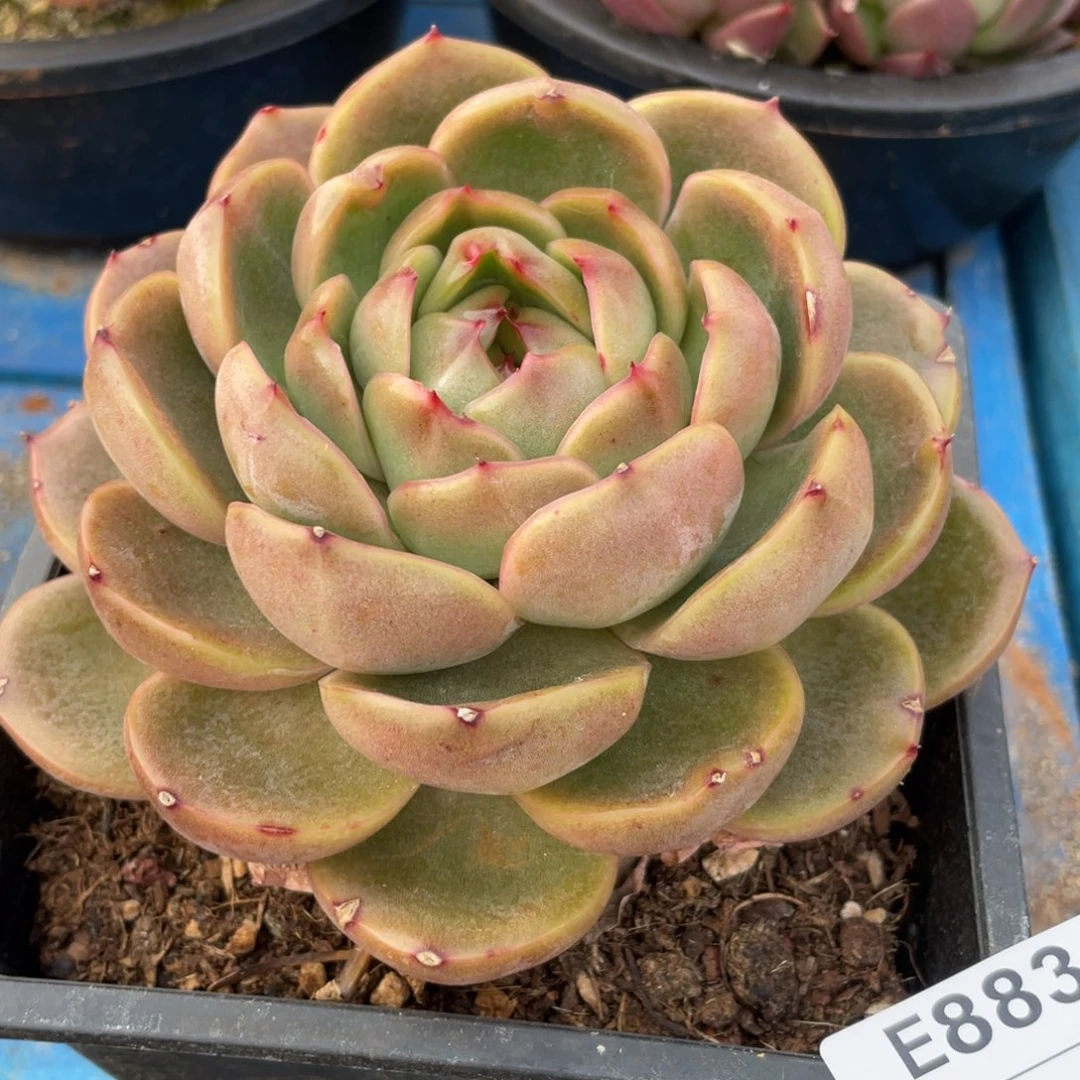 无花朵若如东云组拍E883