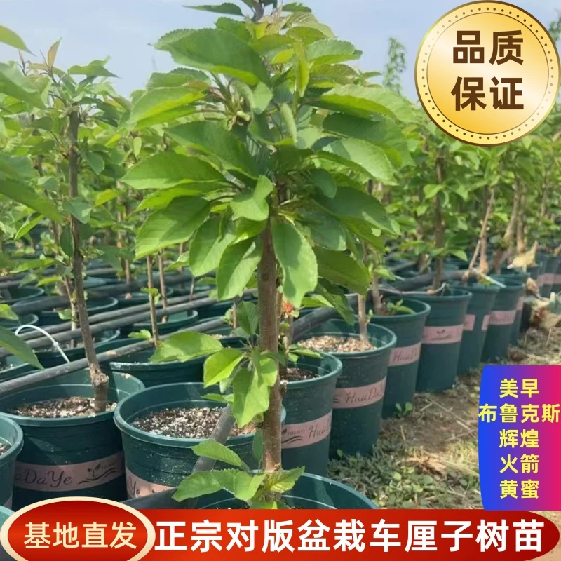 正宗对版车厘子树苗果树苗阳台庭院种植大樱桃苗黄蜜火箭辉煌带盆