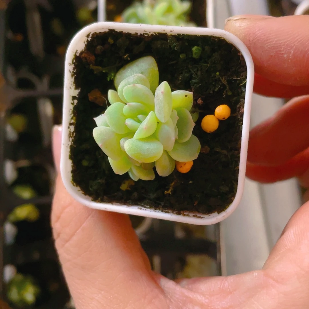 G****yT14三头盆一个满25包邮