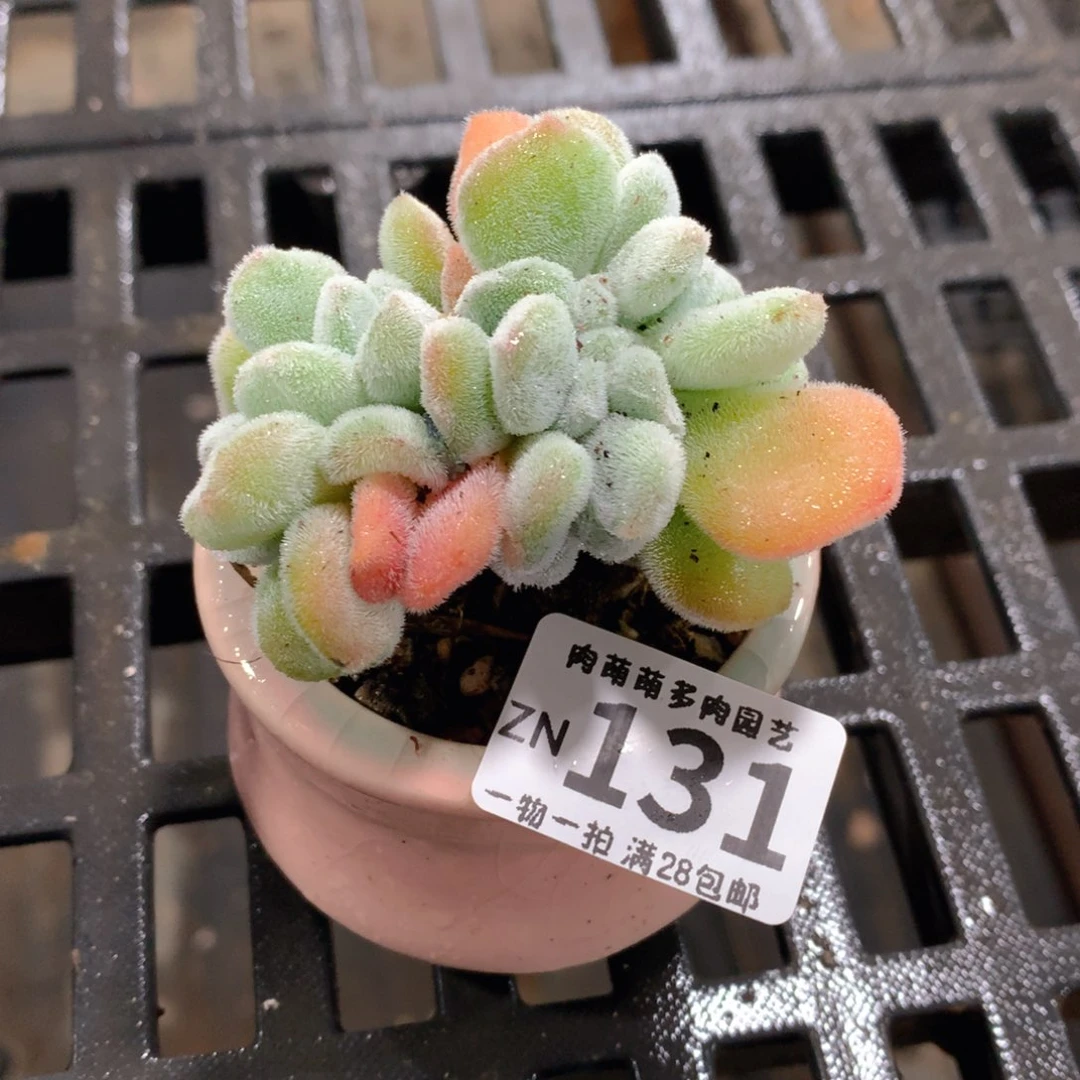 肉萌萌拇指盆精控多肉ZN131