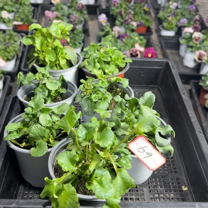 完全开放7盆角瑾69号无售后